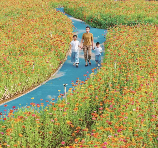 国荣配资 到菊花海 打卡秋日浪漫